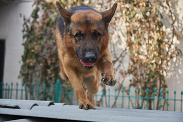 Pure german shepherd portrait outdoors at home.