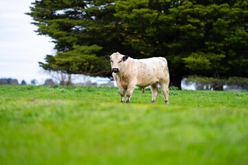 cows in a field on a hill, agriculture agronomy accessing plant growth and soil health science in a field by a student scientist at university in australia in spring