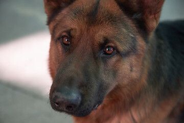 Pure german shepherd portrait outdoors at home.