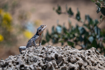 lizard on the rock