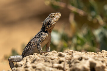 lizard on the rock