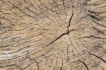 Fototapeta premium wood cut texture