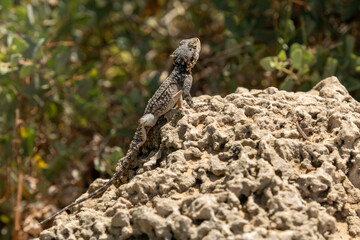 lizard on the rock