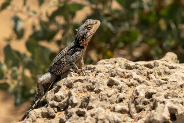 lizard on the rock