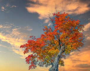 Tall Maple in autumn against a morning sky with room for a title