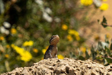 lizard on the rock