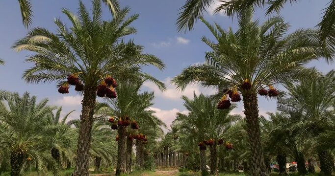 Date palm trees with clusters of ready for harvest Dates