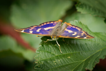 Lesser Purple Emperor - Apatura ilia species of butterfly native to most of Europe and east across...