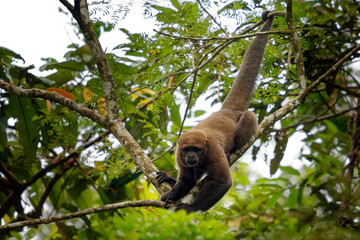 Common Woolly Monkey or Brown or Humboldt's woolly monkey (Lagothrix lagothricha) from South America in Colombia, Ecuador, Peru, Bolivia, Brazil and Venezuela. Ape in the tree canopy in Amazonia - obrazy, fototapety, plakaty