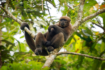 Common Woolly Monkey or Brown or Humboldt's woolly monkey (Lagothrix lagothricha) from South America in Colombia, Ecuador, Peru, Bolivia, Brazil and Venezuela. Ape in the tree canopy in Amazonia - obrazy, fototapety, plakaty