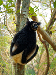 Indri indri - Babakoto the largest lemur of Madagascar has a black and white coat, climbing or clinging, moving through the canopy, herbivorous, feeding on leaves and seeds, fruits and flowers