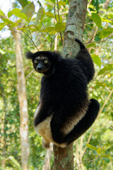 Indri indri - Babakoto the largest lemur of Madagascar has a black and white coat, climbing or clinging, moving through the canopy, herbivorous, feeding on leaves and seeds, fruits and flowers