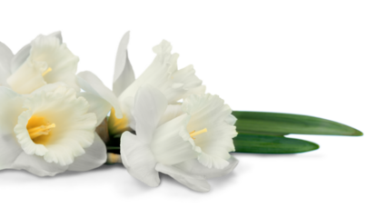 Daffodil flower bouquet white spring anniversary april