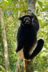 Indri indri - Babakoto the largest lemur of Madagascar has a black and white coat, climbing or clinging, moving through the canopy, herbivorous, feeding on leaves and seeds, fruits and flowers