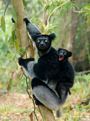 Indri indri with smiling baby - Babakoto the largest lemur of Madagascar has a black and white...