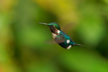 Gorgeted Woodstar (Chaetocercus heliodor) species of hummingbird in tribe Mellisugini, Trochilinae, the bee hummingbirds, Green bird with purple throat from Colombia, Ecuador and Venezuela © phototrip.cz