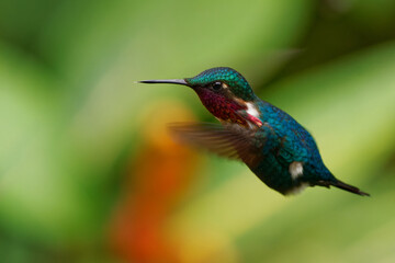 Gorgeted Woodstar (Chaetocercus heliodor) species of hummingbird in tribe Mellisugini, Trochilinae,...