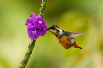 Gorgeted Woodstar (Chaetocercus heliodor) species of hummingbird in tribe Mellisugini, Trochilinae, the bee hummingbirds, Green bird with purple throat from Colombia, Ecuador and Venezuela