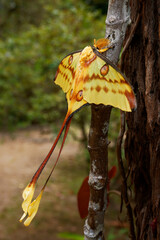 Comet moth or Madagascan moon moth (Argema mittrei), big moth native to the rain forests of...