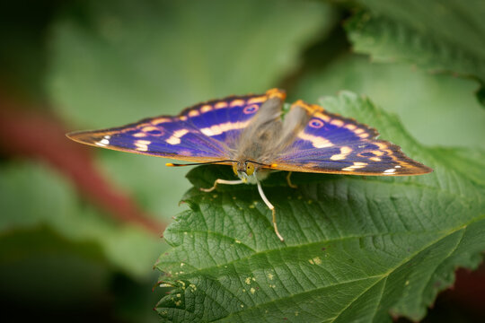 Lesser Purple Emperor - Apatura ilia species of butterfly native to most of Europe and east across the Palearctic. It is named for its similarity to the purple emperor butterfly, on the green leafe