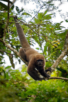Common Woolly Monkey or Brown or Humboldt's woolly monkey (Lagothrix lagothricha) from South America in Colombia, Ecuador, Peru, Bolivia, Brazil and Venezuela. Ape in the tree canopy in Amazonia