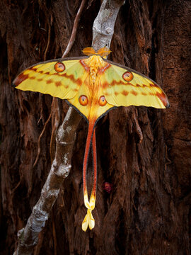 Comet moth or Madagascan moon moth (Argema mittrei), big moth native to the rain forests of Madagascar, yellow wings with the long tail. Great butterfly sitting on the brown tree trunk