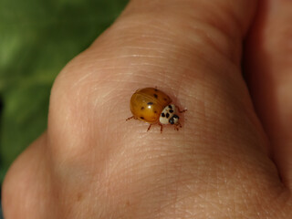Orange harlequin ladybird beetle (Harmonia axyridis) with ten faint spots walking on human hand