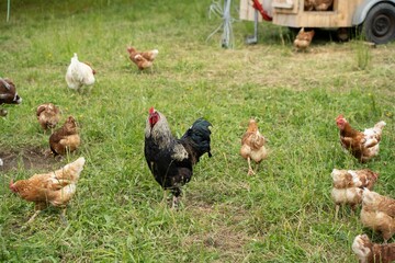 Naklejka na ściany i meble Medium shot of a rooster surrounded by chickens, free roaming in a meadow