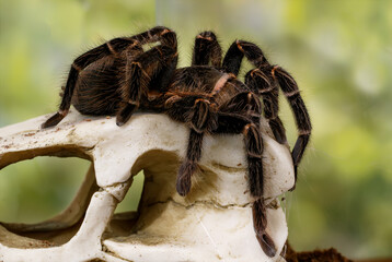 Close-up of the female of Spider Tarantula  (Lasiodora parahybana) on the stone on green leaves...