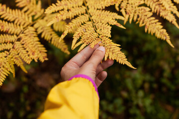 Hand holding yellow autumn fern. Eco friendly lifestyle concept.