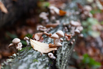 Armillaria mellea honey fungus. Eating mushrooms growing on wood.