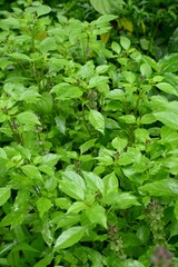 Vertical shot of a green leafy plant