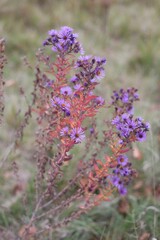Vertical shot of purple hyssop flower on a blurred background