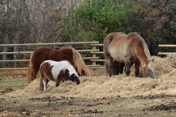 Fototapeta premium Houses Grazing