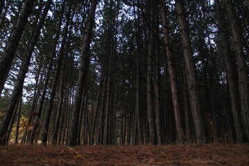 High trees in the forest.
Atmospheric forest.