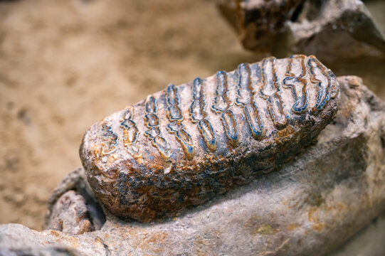 Pliocene 이미지 찾아보기 417 스톡 사진, 벡터 및 비디오 Adobe Stock
