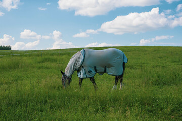 Fototapeta na wymiar horse with fly protection mask grazing on a meadow. Horse eating grass outdoors in anti mosquito equestrian equipment at summer