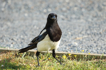 A Magpie staring at the camera.