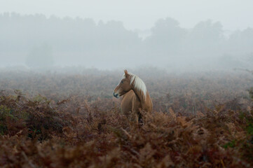 A horse on a misty morning in the autumn ferns