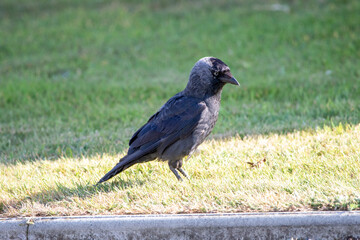 A Jackdaw on the grass.