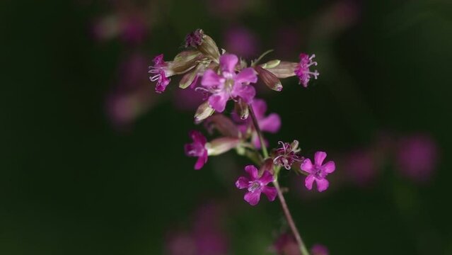 Close-up on a flower of Sticky Catchfly, also known as Clammy Campion (Silene viscaria, Viscaria vulgaris) with a honey bee landing on it. Filmed on a blurry background.