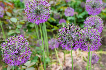 Allium. decorative bow. beautiful lilac flowers in the form of balls.