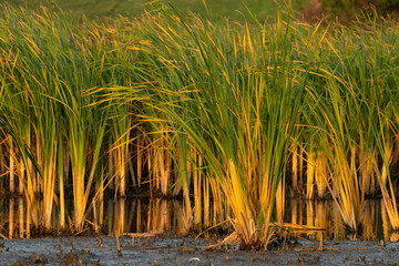 Scirpus or club-rush.Bush of rush on the slow flow river bank