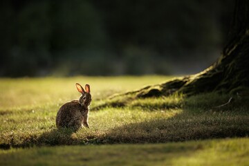 Selective focus shot of rabbit in the field