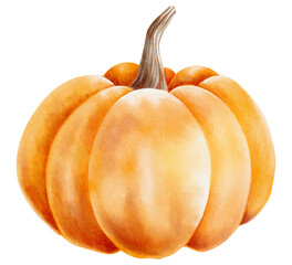 Watercolor hand drawn pumpkin, vegetable isolated on white background. Autumn harvest.