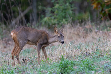 A young Roe deer grazing.