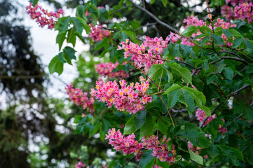 Aesculus carnea or red horse-chestnut, close-up photo.