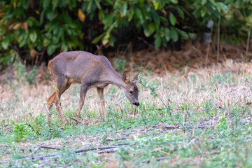A young Roe deer grazing.