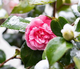 Blühende Blume