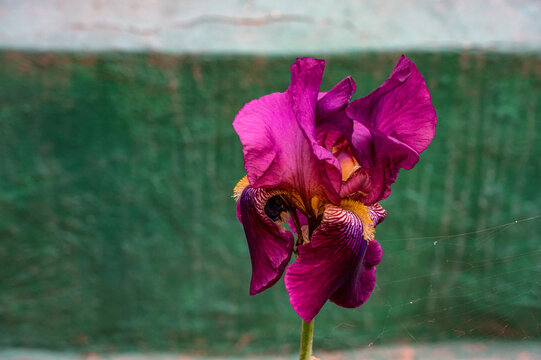 Iris or flags. Purple iris in the yard, close-up photo.